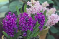 Hyacinthus orientalis 'Kronos' with Hyacinthus orientalis 'Pink Pearl' Hyacinth