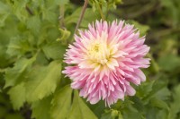Dahlia 'Just Married'