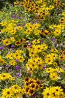 Planting with Rudbeckia, summer August