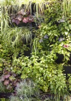 Living wall with perennials and grasses, summer June