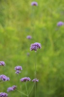 Verbena bonariensis - Purple top