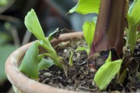 Musa acuminata 'Tropicana' offsets to be used as basal cuttings