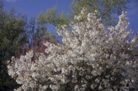 Prunus 'Tai Haku' great white Flowering cherry