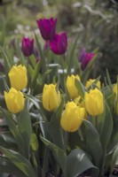 Tulipa 'Yokahama' with Tulipa 'Merlot'