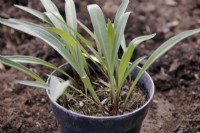 Lilium lichlinii growing from bulbils sown in autumn and shown following April