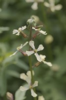 Eruca sativa - Rocket flowers are edible
