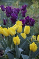 Tulipa 'Yokohama' with Tulipa 'Merlot' - yellow and purple tulips