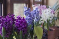 Hyacinths on a windowsill - left to right - Hyacinthus orientalis 'Kronos' 'Delft Blue, 'Carnegie' and the highly fragrant 'Pink Pearl'