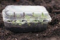 Plastic fruit containers with some bottom heat make perfect propagation chambers for softwood cuttings in spring - shown is Plectranthus madagascariensis 'Variegated Mintleaf'