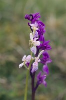 Early Purple Orchid - Orchis mascula with white variant
