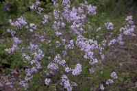 Syringa meyeri 'Palibin' - Lilac