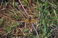 Marsh Fritillary butterfly - Euphydryas aurinia at managed habitat in Dorset