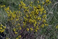 Genista anglica - Petty Whin or Needle Furze growing wild  at managed habitat in Dorset, UK