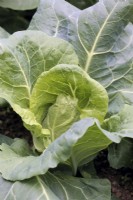 Brassica oleracea Capitata 'Advantage' Spring Cabbage