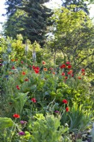 Early spring borders with Papaver rhoeas.