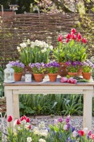 Outdoor arrangement with potted tulips, daffodils and pansies.
