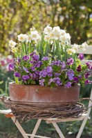 Daffodils and pansies in a pot.