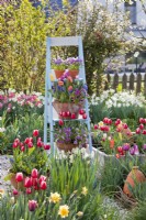 Ladder with potted tulips and pansies.