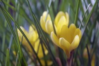 Crocus chrysanthus 'Romance'