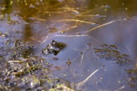 Frogs mating in garden pond in late February