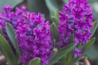 Hyacinthus orientalis 'Kronos' - hyacinths