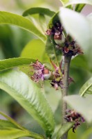 Prunus 'Saturne' Flat Peach showing fruit set in early April