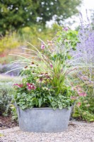 Large metal container planted with Echinacea 'Sombrero Halo White Purple', Lonicera 'Strawberries and Cream', Anemone 'Fantasy Red Riding Hood', Heuchera 'Little Cutie Peppermint' and stipa arundinacea