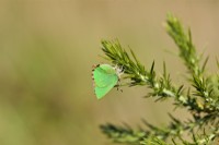 Green Hairstreak Butterfly - Callophrys rubi resting on Gorse - Ulex europaeus
