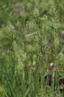Common weeds - Poa compressa grass