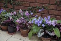Primulina 'Candy' with Streptocarpus cultivars growing at the base of a north facing conservatory wall and never seeing direct sunlight