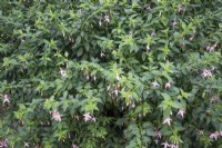 Fuchsia 'Whiteknights Pearl'