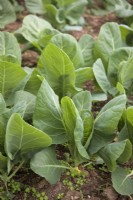 Brassica oleracea Capitata 'Dutchman' - spring cabbage growing crop