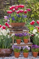 Outdoor arrangement with pots planted with daffodils, tulips, pansies and muscari.