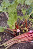 Rhubarb forced in a cut off plastic barrel - Rheum x hybridum 'Timperley Early' barrel removed and harvest shown from a single plant in late March