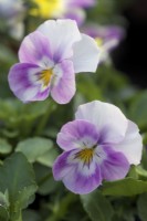 Viola cornuta hybrid mix