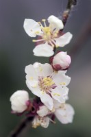 Apricot  Prunus armeniaca Flavorcot blossom