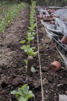 Lining out pot grown Vicia faba 'Witkiem Manita' broad beans in early March as a single row