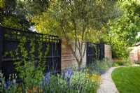 Curved path next to the border with Olea, Campanula persicifolia, Geum 'Totally tangerine' and Achillea by black wooden fence. 