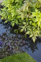 Detail of water feature and foliage of Ajuga reptans 'Black Scallop'