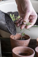 Repotting seedlings with homemade compost