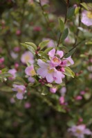 Camellia champetre 'Fairy Blush'