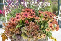 Large container planted with Heucherella 'Hopscotch', Rudbeckia 'Enchanted Embers' and Salvia 'Caradonna'