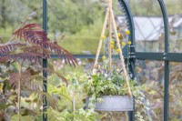 Hanging metal container planted with Ivy, Viola 'Sorbet Neptune' and Craspedia globosa
