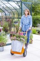 Woman using a sack barrow to move a large mixed planting container