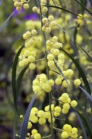 Acacia retinoides - Swamp Wattle