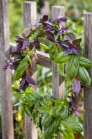 Wreath made of basil drying on a fence.