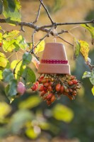 Decorative hanging pot with rose hips hanging on tree.