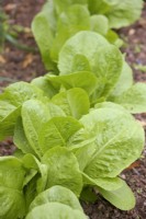 Lactuca sativa 'Parris Island' lettuce