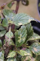 Thrip damage on Achimenes - western flower thrips - Frankliniella occidentalis