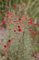 Zauschneria californica 'Western Hills' syn. Epilobium californicum